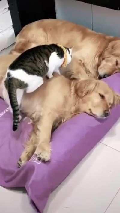 Two dogs is sleeping,The cat is between two dogs!