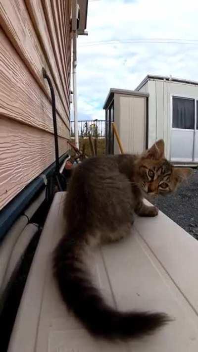 The kitten at the ferry terminal is too cute