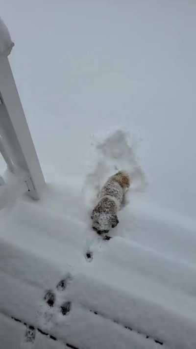 My dog want expecting snow. She found out the hard way..