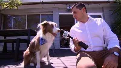 My dog got on the news. This was my favourite bit.