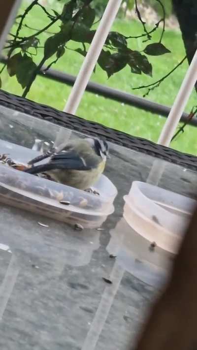 Spherical blue tit