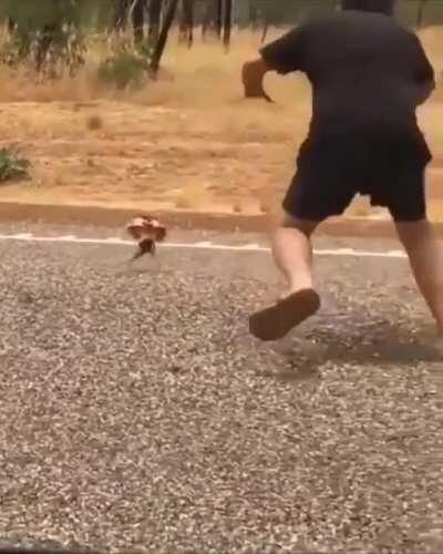 🔥 Getting chased by an angry Frilled-neck Lizard 🔥