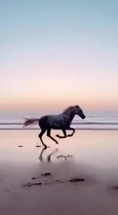 Excited horse zoomies!