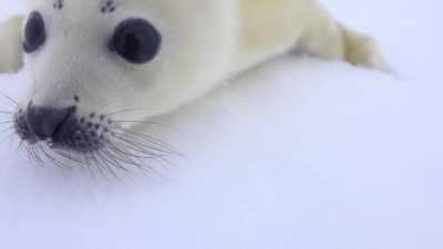 Baby seal thinks cameraman is mother, so it gives them a sniff. (Baby Harp Seal ch)