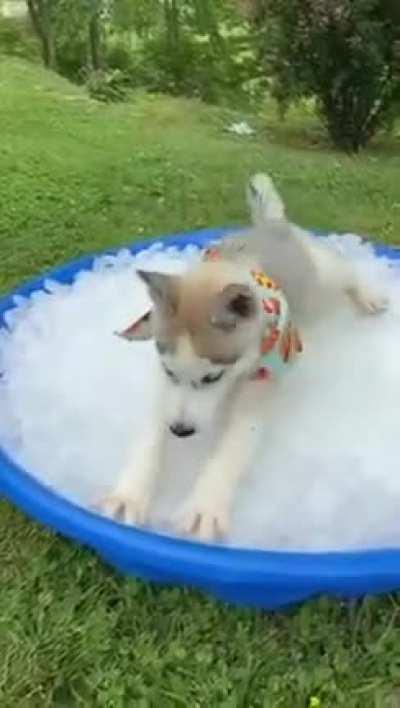 Husky puppies are best kept on ice!