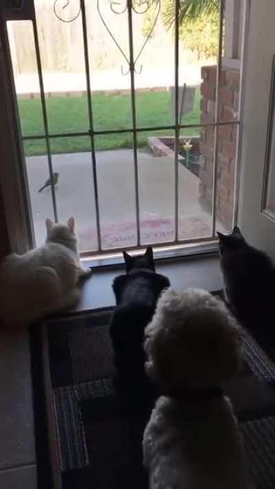 Dog prank with cats!! LOL