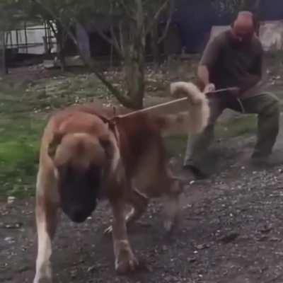 This absolute unit of a dog