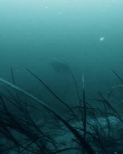 Went freediving up Indian Arm today and came across this curious seal