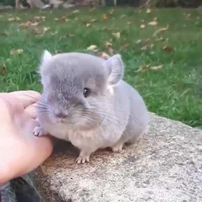 Chinchillas have extremely dense and soft fur. In fact, they have the densest fur of all mammals that live on land. In the water, the sea otter has a denser coat.