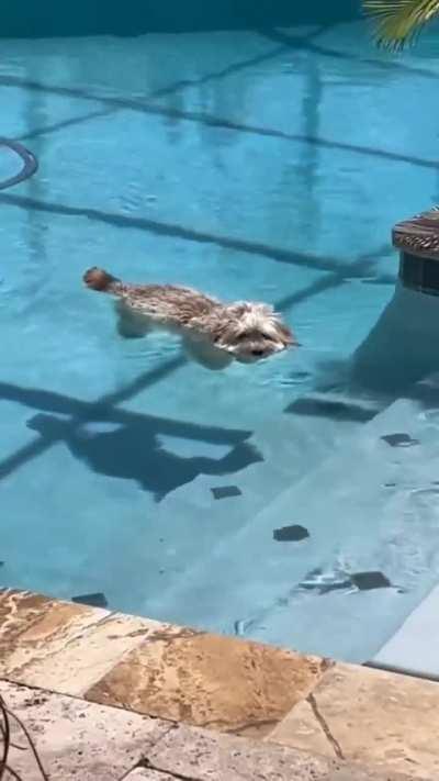 Dog mastered the ability to float