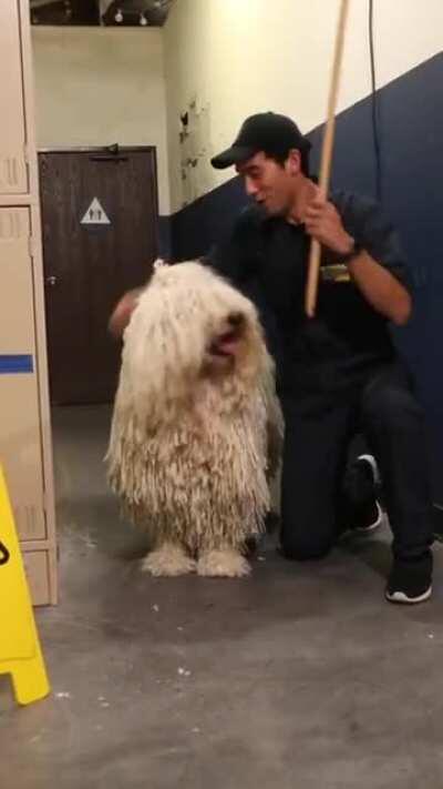 Mop Dog..