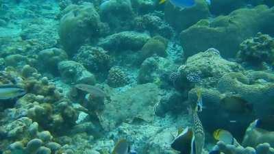 Wobbegong cruising around the reef