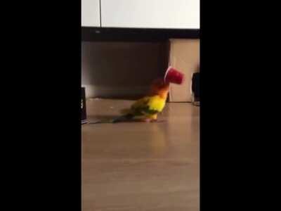 cool parrot walks around on a table