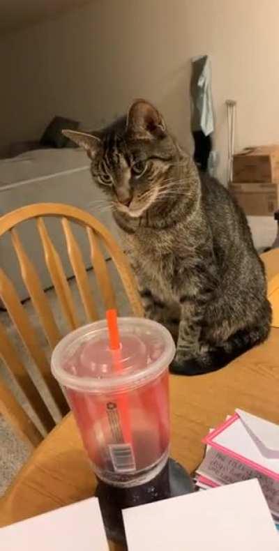 Classic Cup Cat-astrophe