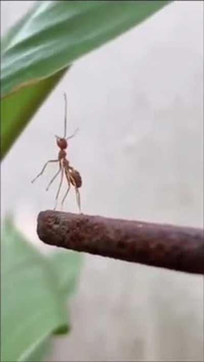 Don't know if this video fits this subreddit, but I feel so bad for that ant, hope the cameraman helped it