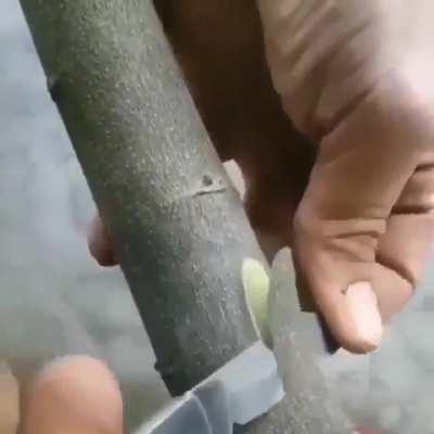 Grafting a tree