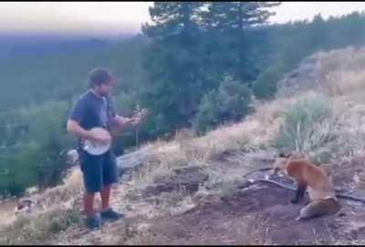 A passing fox sits to listen to music