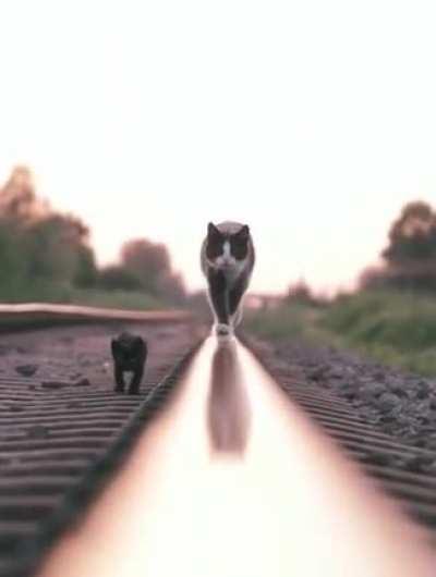 These kitties walking along a train track look cooler than I could ever hope to be