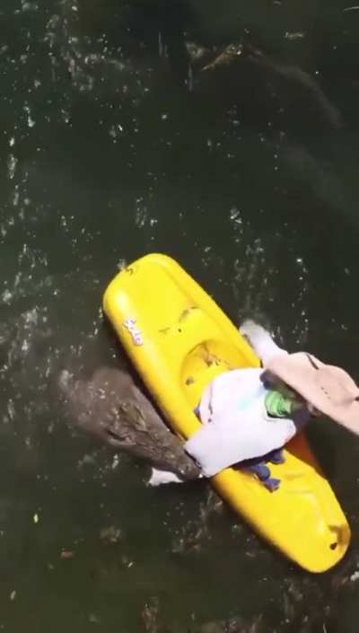 massive crocodile attacks a kayak 