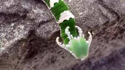 🔥 Dragonhead Caterpillar 🔥