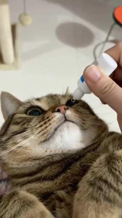 Brave kitty takes medical eye drops like a champ!