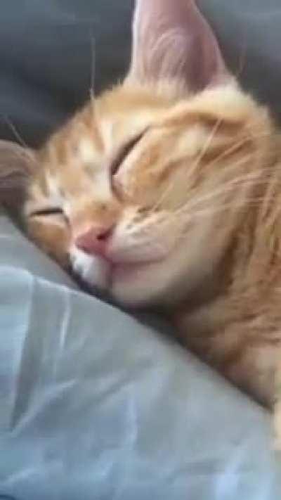 Cat makes adorable chirping noises while sleeping