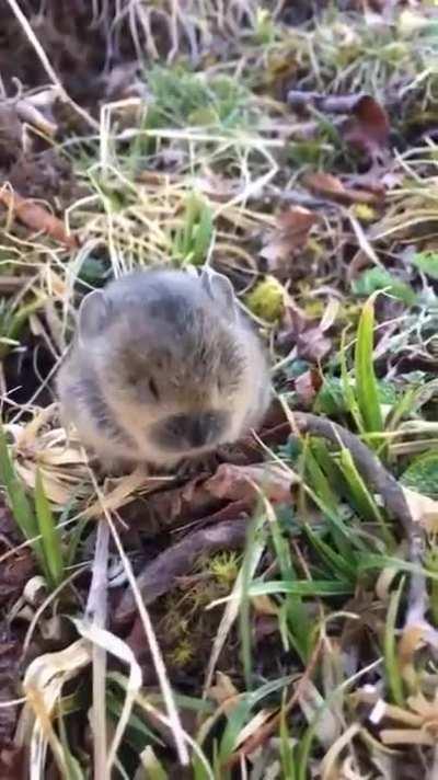 Adorable squeaks of a baby Pika