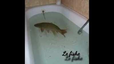 Le Fish 8D Audio