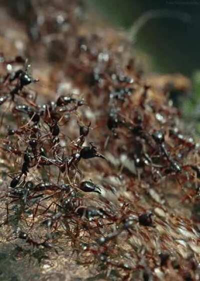 Soldier ants on the sides protecting moving workers (Safari ants).