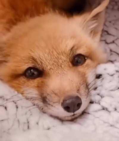 Well hello little fox