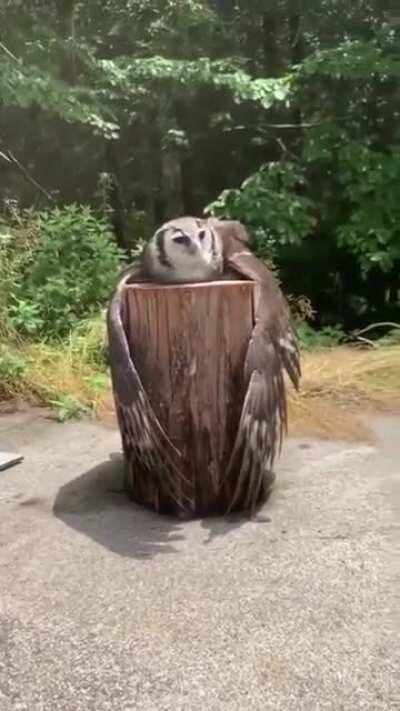 🔥 An owl chilling on a stump 🔥