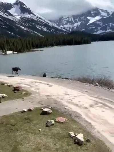 Moose chases grizzly bear.