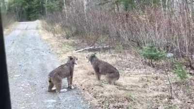 Lynx -vs- Lynx in an eerie screaming match