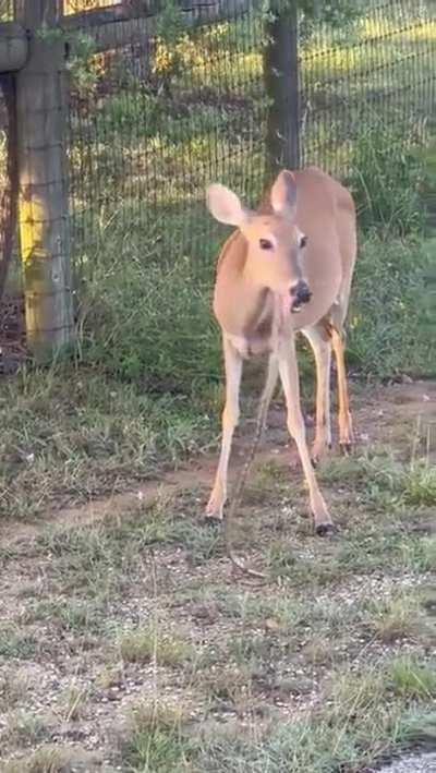 A deer eating a snake.