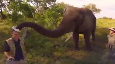 An elephant steals this man’s hat.