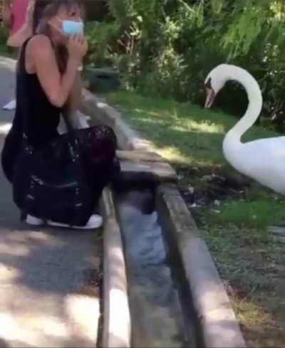 Animal manages to put mask on on human.