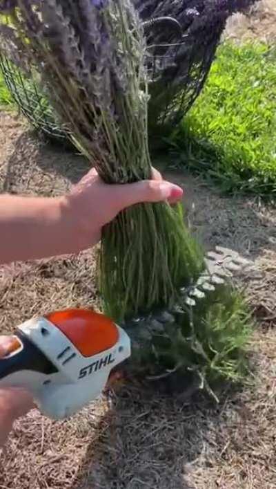 Harvesting lavender bushels