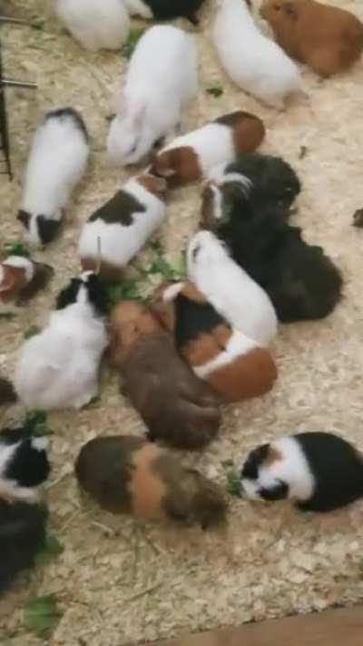 What it's like to feed a swarm of rescue pigs.