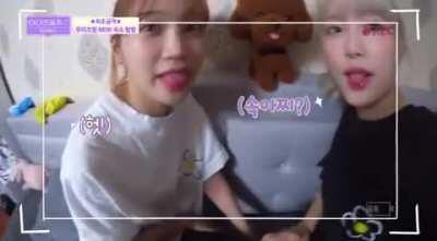 Chaewon & Yena imitating the stuffed poodle