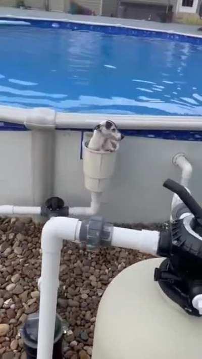 The way this pup gets out of the pool