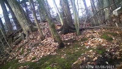 Trail camera video of an eight-point buck shedding his antlers.