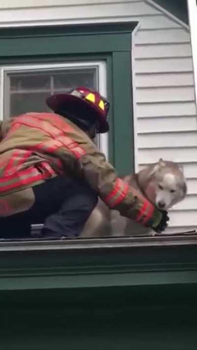 A sweet husky thanking the firefighter who rescued them after getting stuck on the roof