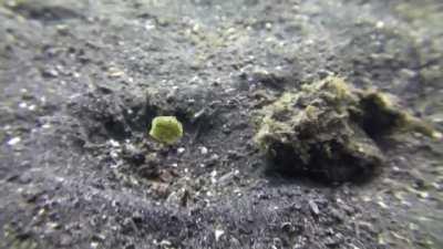 🔥 A scorpionfish attempts to eat a juvenile yellow boxfish but soon discovers it's toxic.