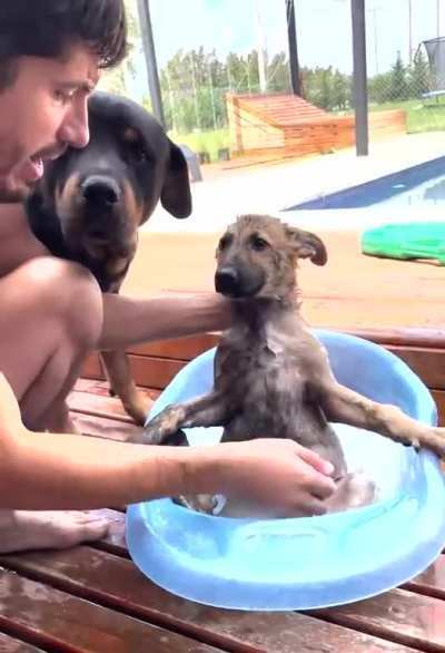 Giving puppy the first bath