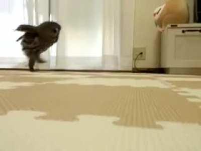 Run Owl Run