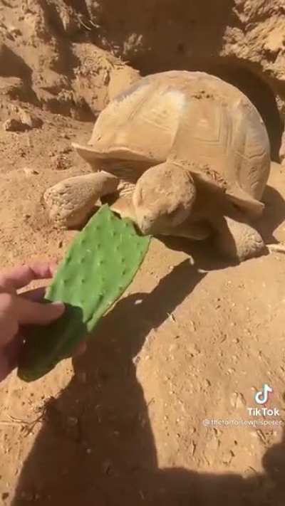 In case you haven't seen a tortoise today!