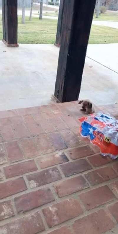 The cutest little puppy trying to get up them big steps!