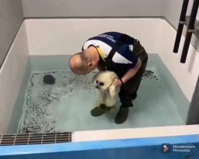 Cute baby seal is introduced to water for the first time