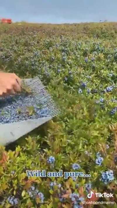 Harvesting blueberries