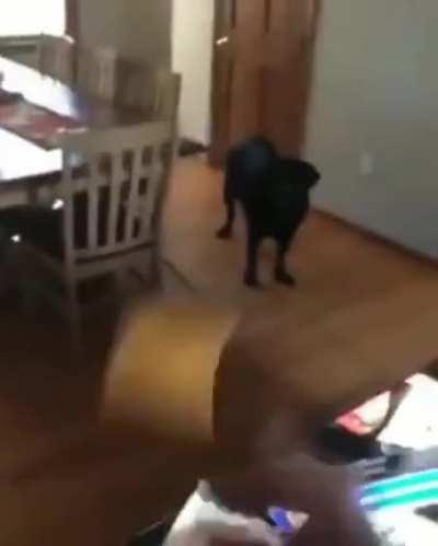 Doggo nails the slice of cheese caw caw.